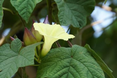 Açık büyüyen renk çiçeği yakın 