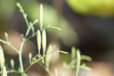 gündüz açık havada büyüyen vahşi bitkilerin yakın 