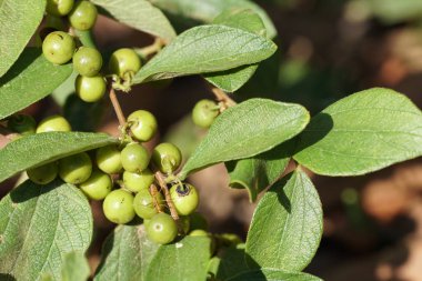 Çiçek açan yaprakların yakın plan çekimi.
