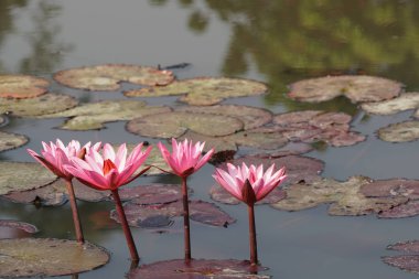 su yüzeyinde su zambak çiçekler yakın 