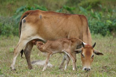 çayır otlatma inek sürüsü 