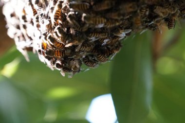 kovan üzerinde oturan arılar küme yakın