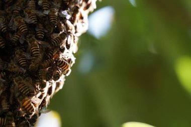 kovan üzerinde oturan arılar küme yakın