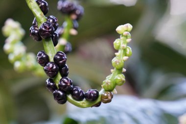 gün içinde açık havada vahşi bitkilerin yakın 