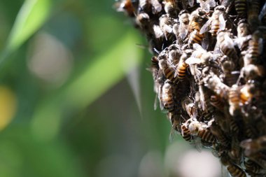 kovan üzerinde oturan arılar küme yakın