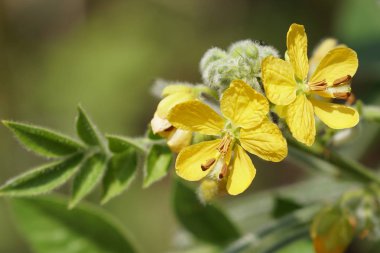 Açık büyüyen renk çiçekler yakın 