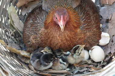 sevimli civciv sadece doğdu, tavuk veya yuvada kuluçka yumurta bakıcısı