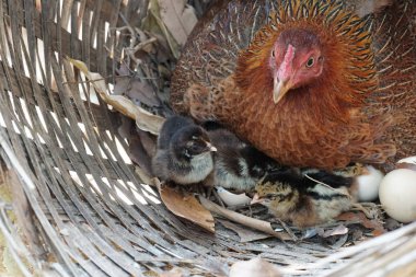 sevimli civciv sadece doğdu, tavuk veya yuvada kuluçka yumurta bakıcısı