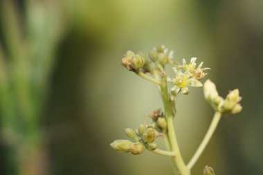 gün içinde açık havada vahşi bitkilerin yakın 