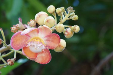 Açık büyüyen renk çiçekler yakın 