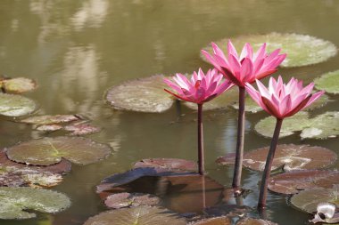 su yüzeyinde su zambak çiçekler yakın 