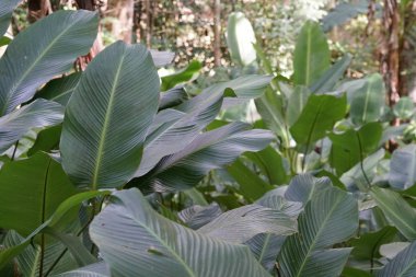 gün içinde açık havada vahşi bitkilerin yakın 