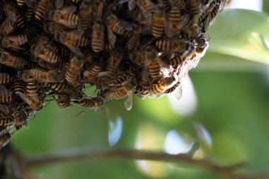 kovan üzerinde oturan arılar küme yakın
