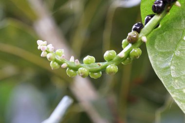 gün içinde açık havada vahşi bitkilerin yakın 