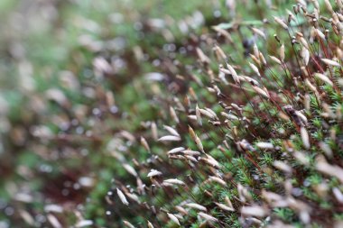 gün içinde açık havada vahşi bitkilerin yakın 