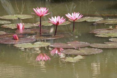 su yüzeyinde su zambak çiçekler yakın 