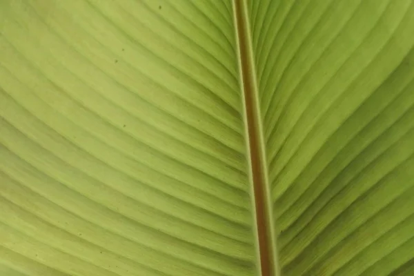 Primer Plano Hermosas Hojas Flor — Foto de Stock