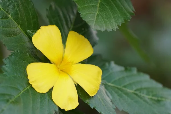 Primer Plano Flor Color Creciendo Aire Libre — Foto de Stock