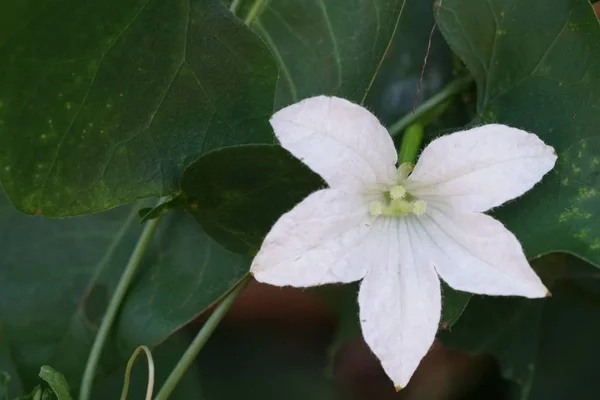 Primer Plano Flor Color Creciendo Aire Libre —  Fotos de Stock