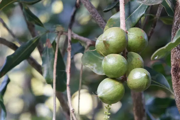 Frutas Exóticas Que Crecen Árbol Durante Día — Foto de Stock