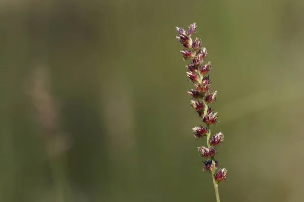 Gros Plan Plantes Sauvages Extérieur Jour — Photo