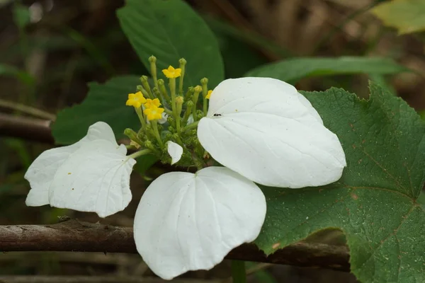 Close Van Kleur Bloemen Groeiende Outdoor — Stockfoto