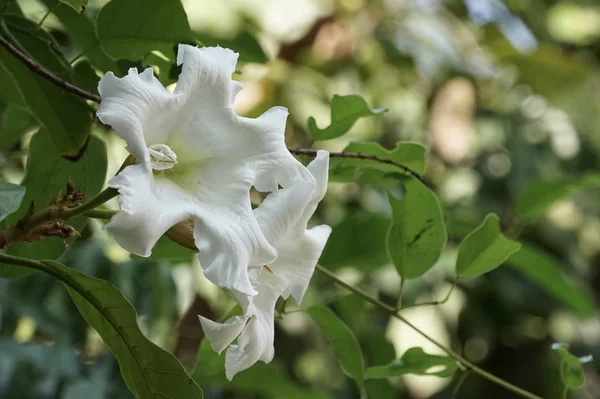 Close Flores Cor Crescendo Livre — Fotografia de Stock