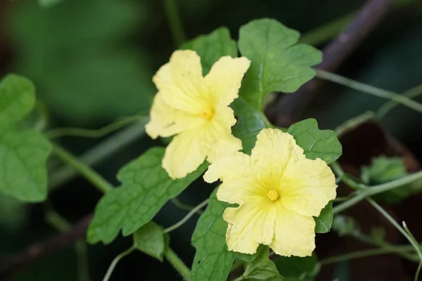 Nahaufnahme Von Farbigen Blumen Die Freien Wachsen — Stockfoto