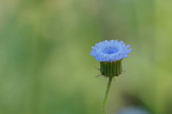 Gros Plan Fleur Couleur Poussant Plein Air — Photo