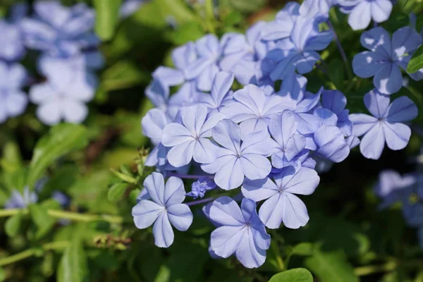 stock image close up of color flowers growing outdoor 