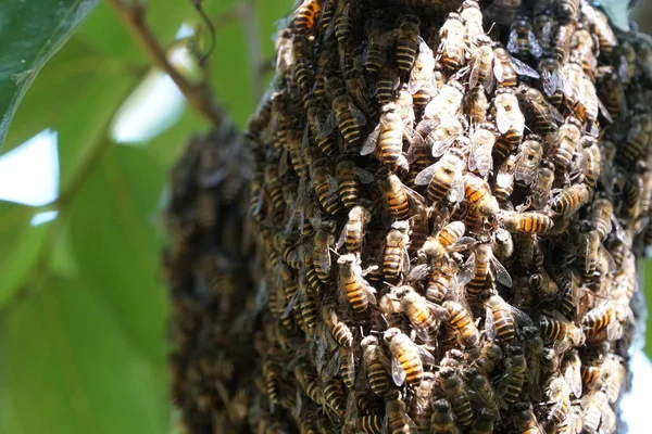 Close Bees Cluster Sitting Hive — Stock Photo, Image