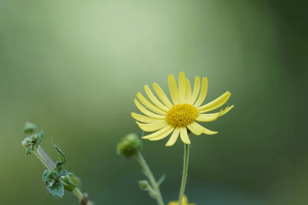 Nahaufnahme Von Farbe Blume Wächst Freien — Stockfoto