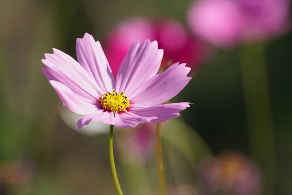 Primo Piano Fiori Colore Che Crescono All Aperto — Foto Stock