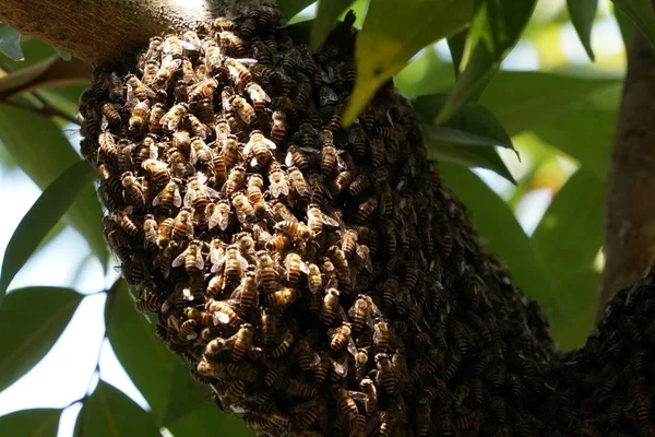 kovan üzerinde oturan arılar küme yakın