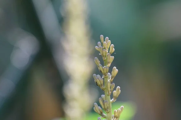 Fechar Plantas Selvagens Que Crescem Livre Durante Dia — Fotografia de Stock