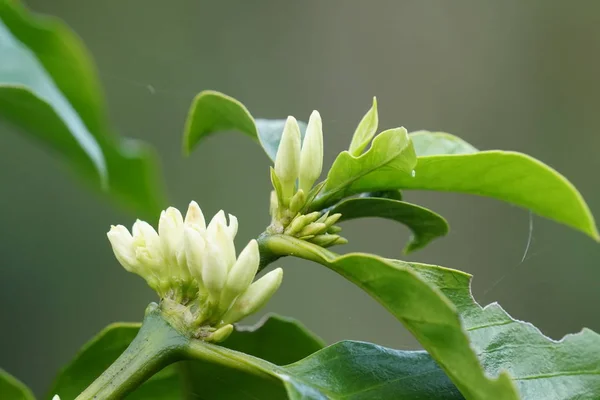 Close Van Kleur Bloemen Groeiende Outdoor — Stockfoto