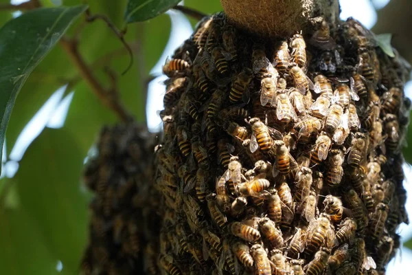 Close Bees Cluster Sitting Hive — Stock Photo, Image