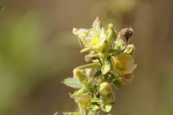 Primer Plano Flores Color Creciendo Aire Libre — Foto de Stock