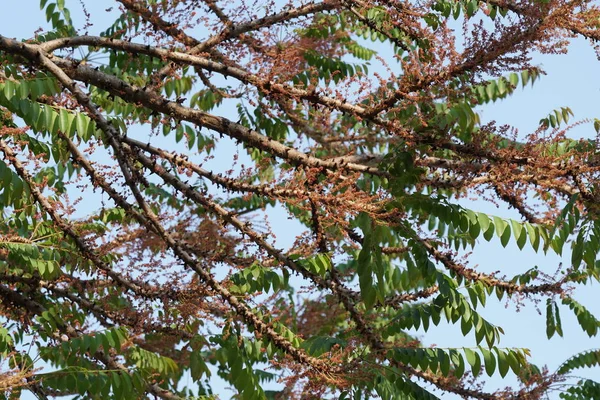 Primo Piano Colpo Belle Foglie Fiore — Foto Stock