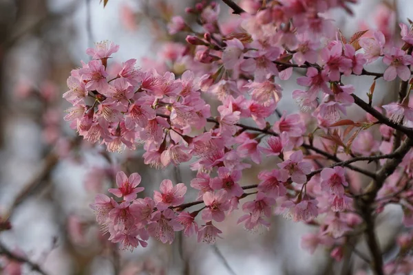 Close Color Flowers Growing Outdoor — Stock Photo, Image