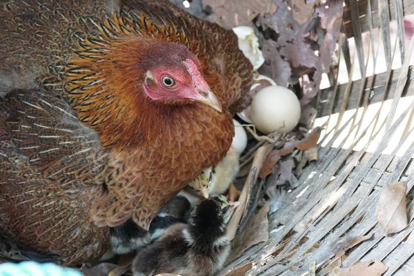 Cute Chick Just Born Hen Sitter Incubate Eggs Nest — Stock Photo, Image