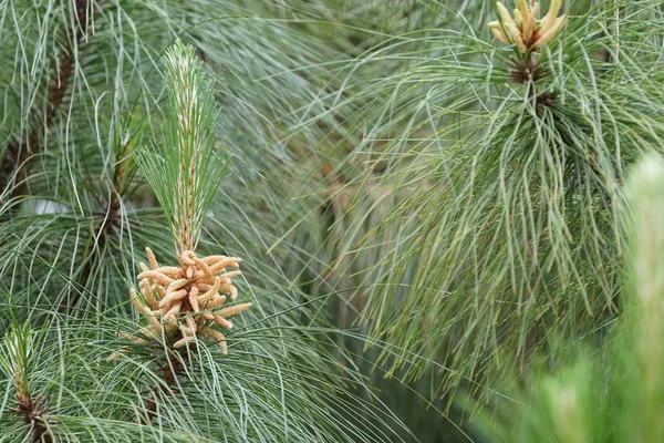 白天在户外生长的野生植物的特写 — 图库照片