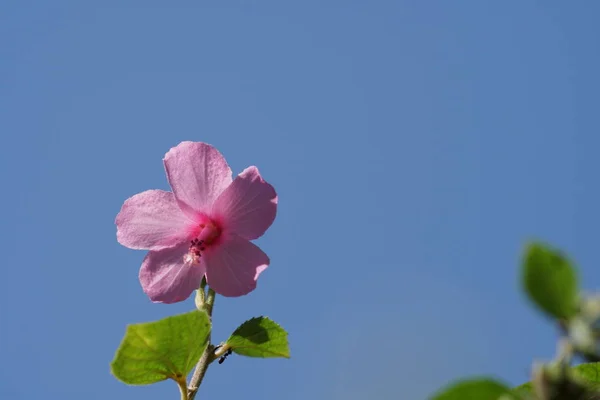 Close Van Kleur Bloem Kweken Buiten — Stockfoto