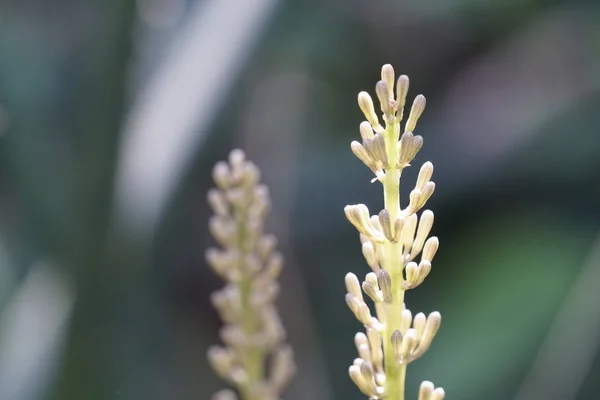 Gros Plan Plantes Sauvages Poussant Extérieur Jour — Photo