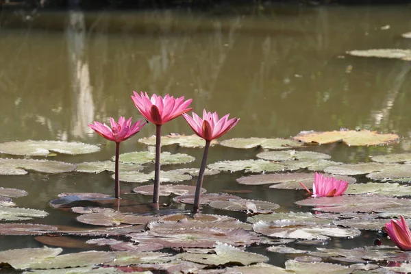 Gros Plan Fleurs Nénuphars Surface Eau — Photo