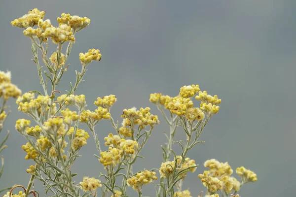 Close Flores Cor Crescendo Livre — Fotografia de Stock