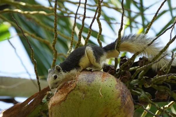 Cute squirrel gnawing coconut