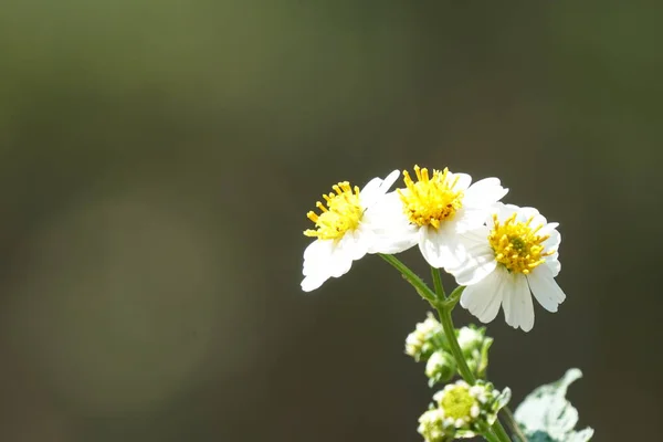 Gros Plan Fleurs Couleur Poussant Plein Air — Photo