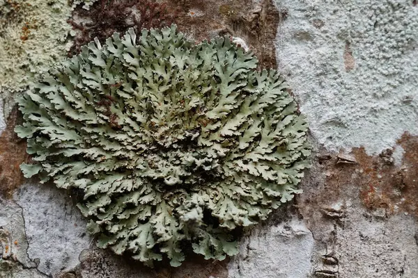 koyu yeşil yosun ile ağaç dalı üzerinde liken