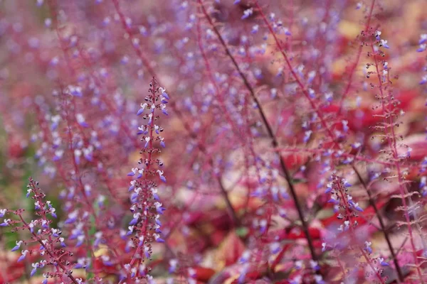 屋外で成長している色の花のクローズアップ — ストック写真